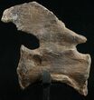 Diplodocus Caudal Vertebra - Dana Quarry #10151-1